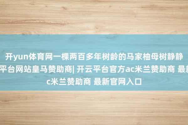 开yun体育网一棵两百多年树龄的马家柚母树静静伫立-开云平台网站皇马赞助商| 开云平台官方ac米兰赞助商 最新官网入口